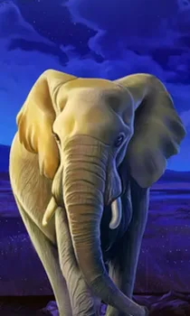African Elephant